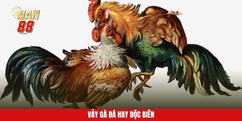 Vảy gà đá hay độc biên